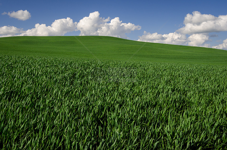 美国爱达荷州拉塔县绿小麦和春云图片