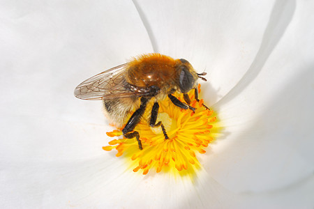 蜜蜂在花朵上白色工人花瓣植物花蜜蜂蜜花粉宏观昆虫翅膀图片