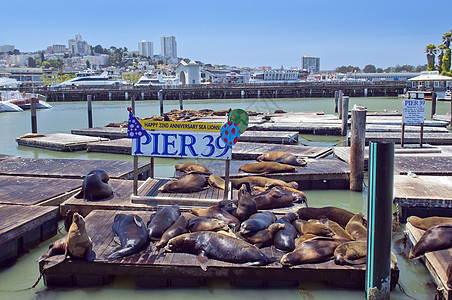 旧金山港的沉睡海豹;图片