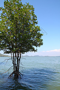 蓝天海滨红树 红树图片