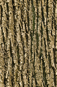 树木树皮树皮无缝纹理背景图片