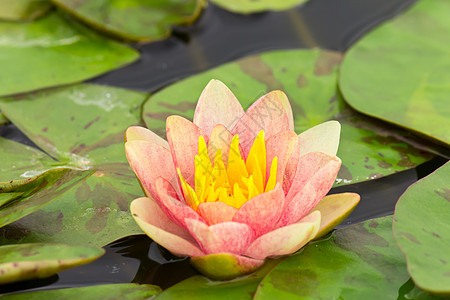 池塘中的粉红水百合反射情调花园热带异国植物学美丽植物群卡片公园图片