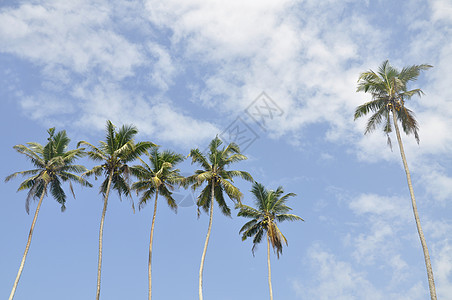 棕榈树与美丽的天空对立云景蓝色打扰树木晴天手掌戏剧性海岸旅行季节图片