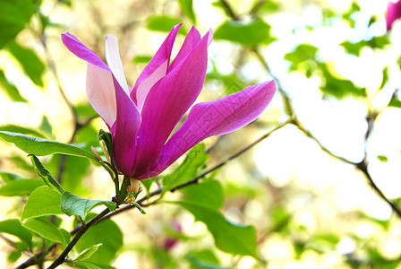 马木兰花花花园玉兰紫丁香生长红色绿色植物季节性花瓣粉色图片