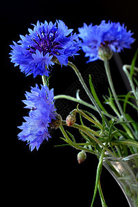 美丽的花瓣花瓶蓝色紫色草本花朵草本植物玻璃青色野花绿色图片