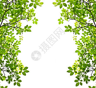 白色背景上孤立的绿叶森林太阳生长植物群树木框架叶子枝条花园公园图片