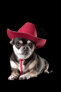 穿红牛仔帽子的可爱奇吉娃娃黑色红帽犬齿鼻子牛仔帽耳朵小狗戏服牧马人图片