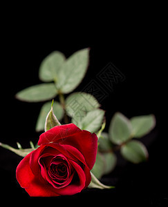红玫瑰孤立于黑色玫瑰背景场合婚礼花瓣植物花店念日图片