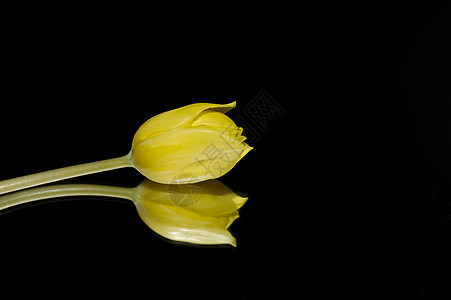 黄色郁金花镜子背景植物郁金香反思花园黑色花朵图片