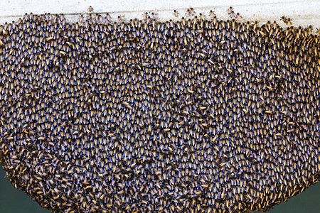 蜂巢里的蜜蜂食物梳理蜂蜜工作花粉女王昆虫领导表扬细胞图片