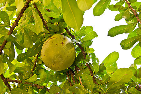 卡勒巴什树水果食物花园生产收成植物叶子场地绿色葫芦图片