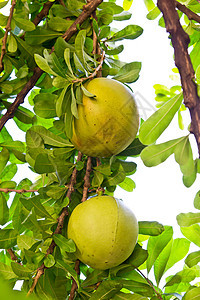 卡勒巴什树美食收成植物叶子瓶子生产水果葫芦绿色食物图片