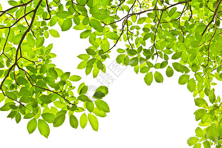 白背景上孤立的叶叶叶子太阳生长枝条森林公园树木植物学阴影花园图片