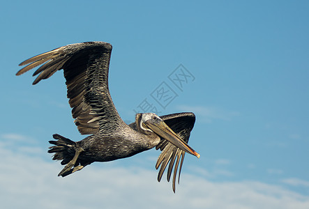 在飞行中海洋水鸟海鸟航班翅膀湿地羽毛图片