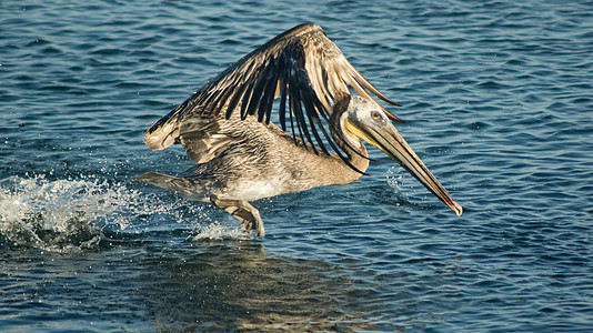 佩利卡海洋翅膀羽毛湿地水鸟飞行海鸟航班图片