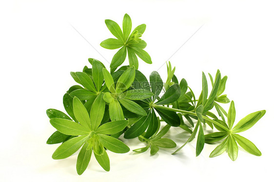 甜甜木头使者香气味道玉竹绿色野生植物草本植物香料芳香植物图片
