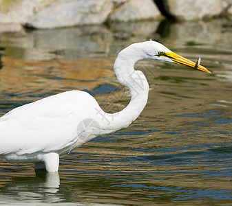 白色大白 Egret白鸟鸟类飞行白鹭苍鹭羽毛航班钓鱼图片