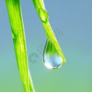 大水滴反射阳光生长宏观气候背景液体植物草本植物草地图片