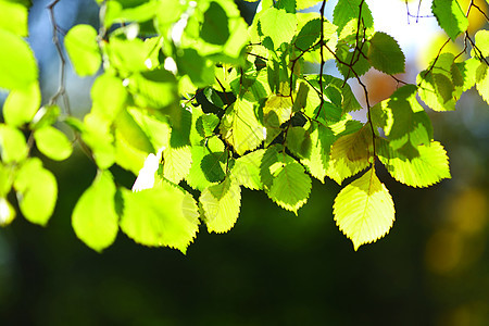 树叶和太阳森林衬套植物学分支机构植物活力光合作用枝条射线木头图片