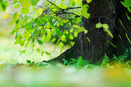 树叶和太阳枝条活力树木环境生长衬套森林光合作用射线阳光图片