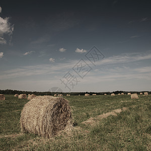 夏季田地的滚干草堆环境太阳文化蓝色农村动物谷物草垛国家工厂图片