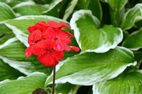 红花花植物群花园树叶绿色植物红色雨滴生长花瓣植被图片