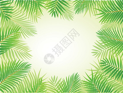 棕榈树框架背景插图植物学森林衬套植物木头场地桦木生态环境图片