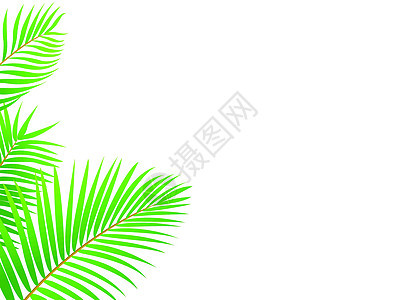 棕榈树框架背景植物桦木棕榈衬套热带场地生态丛林蓝色植物学图片