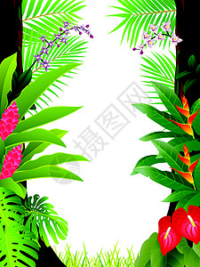 热带雨林森林背景背光植被棕榈插图木头植物叶子野生动物雨林衬套图片