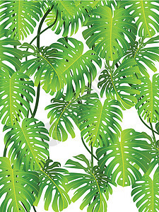 热带叶叶背景森林美化衬套丛林框架木头植物学植物生态环境背景图片