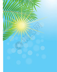 棕榈树背景阳光环境植物学叶子太阳森林热带丛林衬套荒野图片