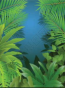 热带雨林背景森林叶子木头季节木槿植物背光植被棕榈插图图片