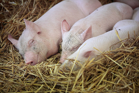 三只小猪睡眠谷仓猪圈鼻子动物说谎稻草猪肉粉色农业图片