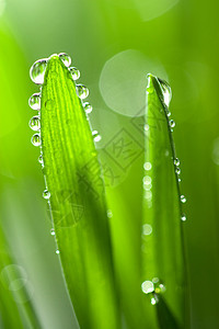 新鲜湿草底叶子水分稻草季节花园水滴植物群植被草地淋浴图片