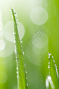 亚湿草燕麦生态植被生长水分植物群环境宏观花园液体图片