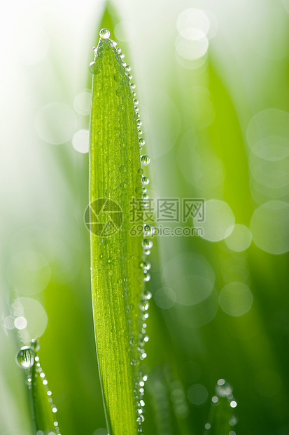 湿草草地植被生长叶子环境季节宏观植物群燕麦生态图片