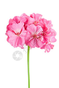 孤立的粉红色花图片