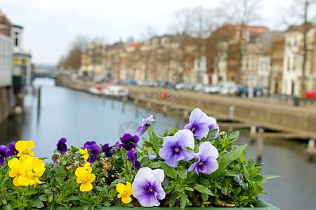 荷兰Gorinchem街头的鲜花旅行建筑学传统财产建筑城市街道观光首都游客图片