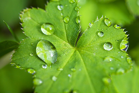 带水滴的青绿新叶宏观水分植物群农场露珠淋浴生长液体植被叶子图片