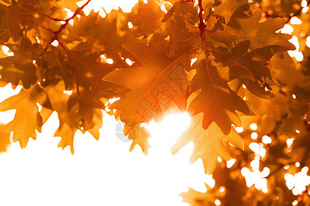 孤立的秋假框架叶子季节植被生态植物群阳光叶绿素静脉植物环境图片