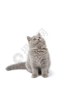英国小猫寻找孤立的尾巴友谊猫科动物朋友胡须兽医毛皮头发灰色爪子图片