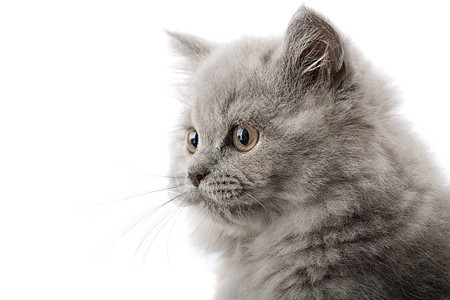 孤立的英国小猫友谊朋友猫科头发兽医胡须蓝色宠物动物眼睛图片