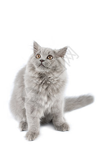 英国小猫寻找孤立的动物毛皮猫科动物爪子胡须尾巴兽医友谊头发灰色图片