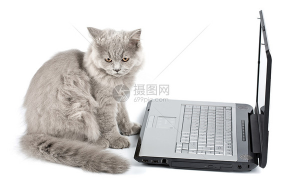 在笔记本电脑前被孤立的英国小猫图片