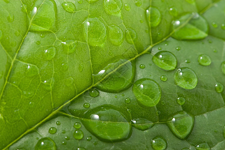 叶子上的水滴生长滴水环境农场飞沫植被水分阵雨树叶草地图片