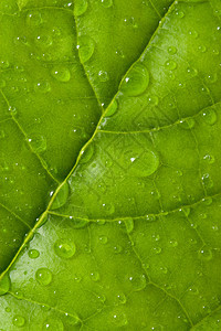 有滴水的叶子宏观植物群植物生长树叶阵雨环境液体水分草地图片