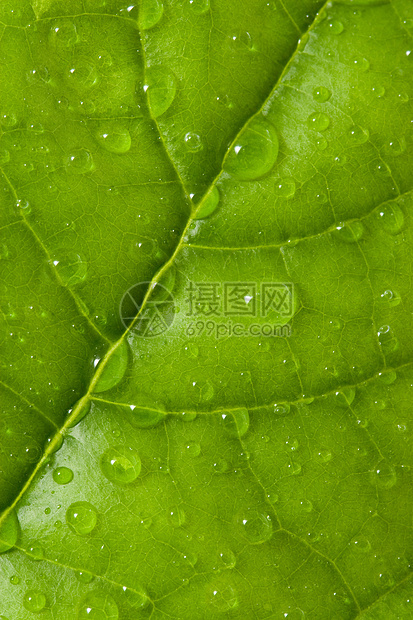 有滴水的叶子宏观植物群植物生长树叶阵雨环境液体水分草地图片