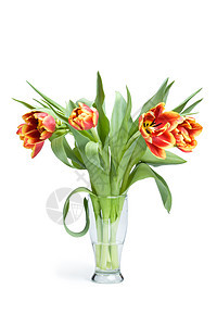 花瓶中的红色郁金香植物群植物美丽装饰风格玻璃植被礼物叶子生长图片