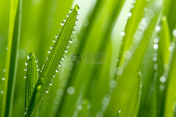 湿草季节液体燕麦植被生态草地植物群场地滴水宏观图片