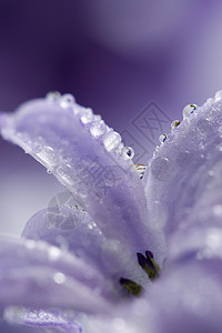 带水滴的Hyacinth花瓣植物群宏观滴水生长淋浴叶子植物飞沫紫丁香花园图片